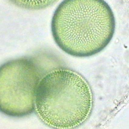 boru3%E3%81%AE%E3%82%B3%E3%83%94%E3%83%BC.jpg