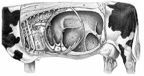 bovine0111.jpg