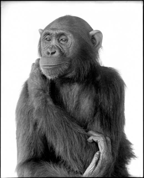 chimp-female.jpg