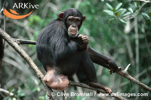 chimp-female2.jpg
