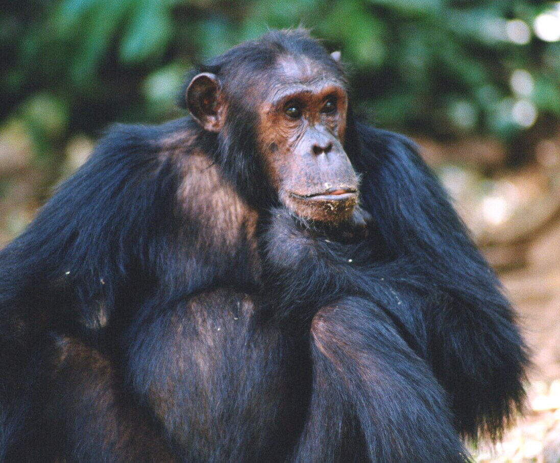 chimp-male.jpg