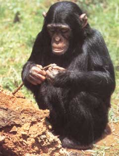 chimpanzee.jpg