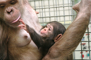 chimpfe-female3.jpg