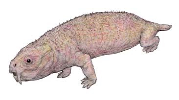 dhiikutodon.jpg