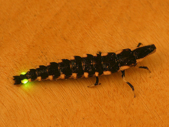 firefly-child2.jpg