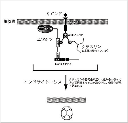 g2.gif