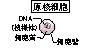 genkakusaibou.JPG