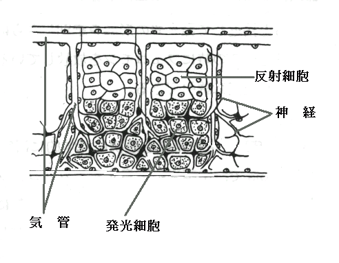 hakkou.gif