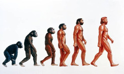 homosapiens.jpg