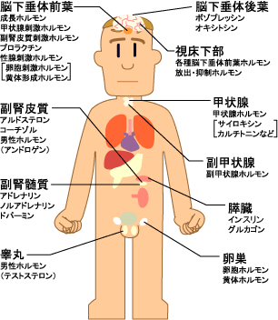 hormone_man%5B1%5D.gif