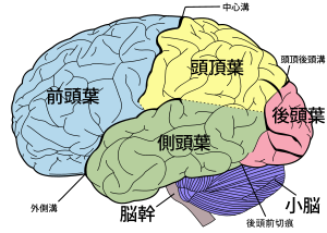 300px-Brain_diagram_ja_svg.png