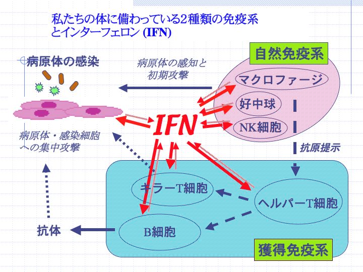 IFN.jpg