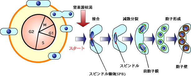 lifecycle2.jpg