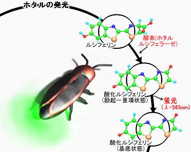 luciferin.jpg