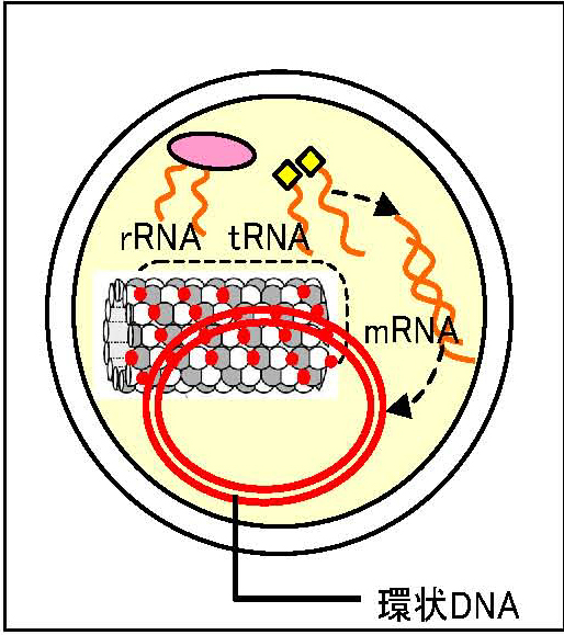 mRNA.jpg