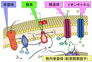 membrane.png