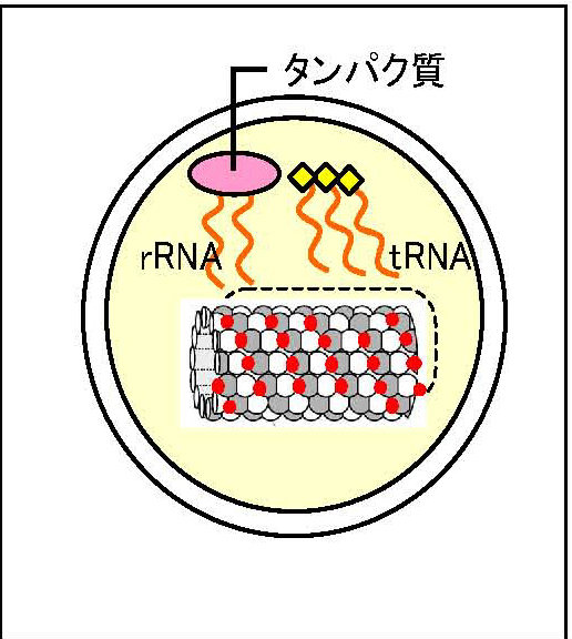 rRNA.jpg