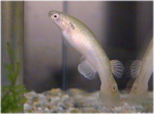 rivulus_marmoratus02.jpg