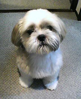 shihtzu.bmp