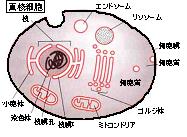 sinkakusaibou.JPG