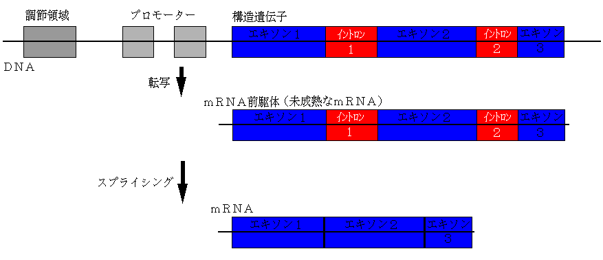 splicing%EF%BC%88%E8%97%A4%E5%A1%BE%E3%83%8D%E3%83%83%E3%83%88%E3%82%88%E3%82%8A%EF%BC%89httpwww.fujijuku.net%E3%80%80.gif