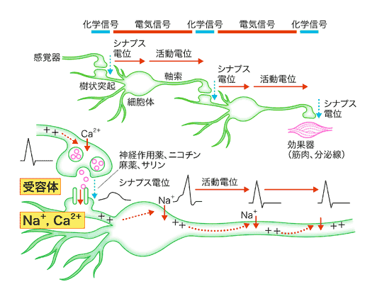 syna_fig4.gif