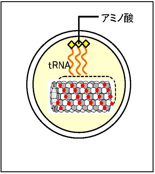 tRNA.jpg
