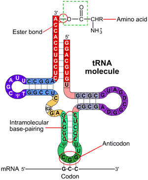 trna_diagram.bmp