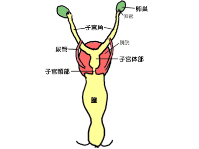 雌ネコの生殖器
